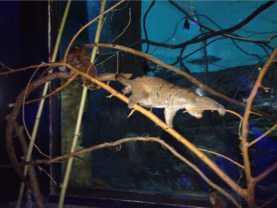 Night Hunters-Potto on the move