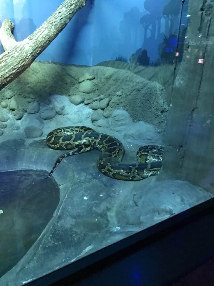 Night Hunters- Python