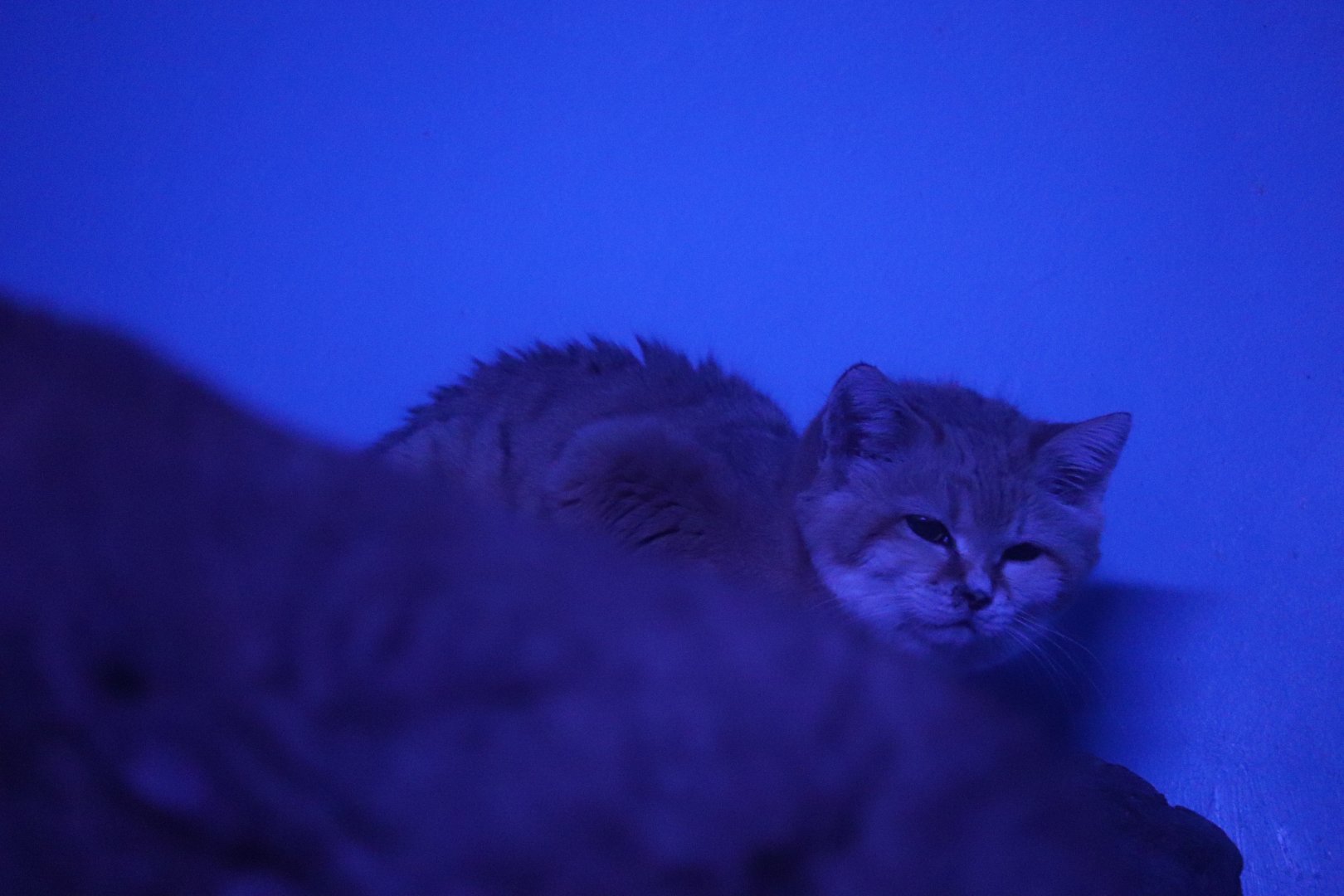 Night Hunters - Sand Cat