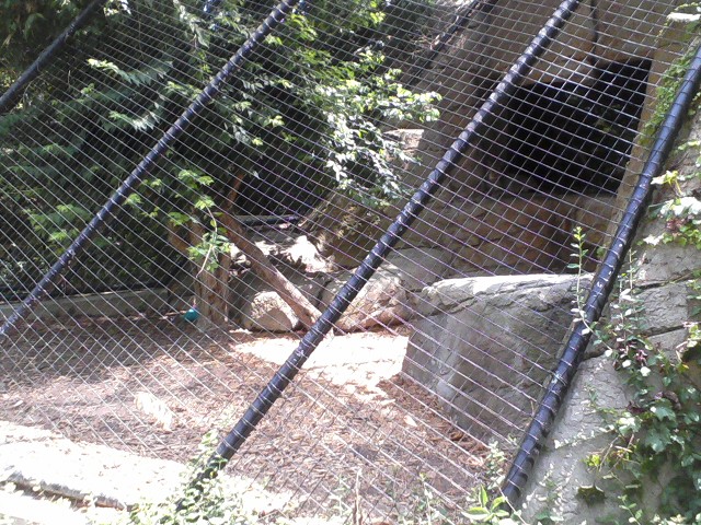 Night Hunters- Siberian Lynx exhibit