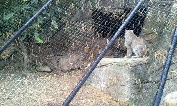 Night Hunters-Siberian Lynx exhibit