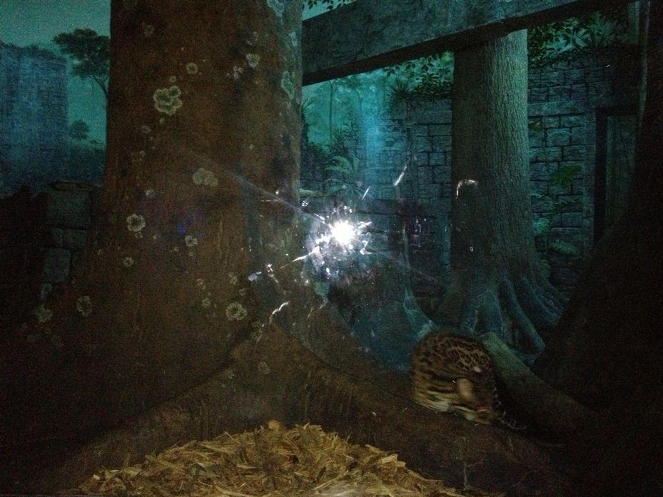 Night Hunters-Southern Brazilian Ocelot exhibit