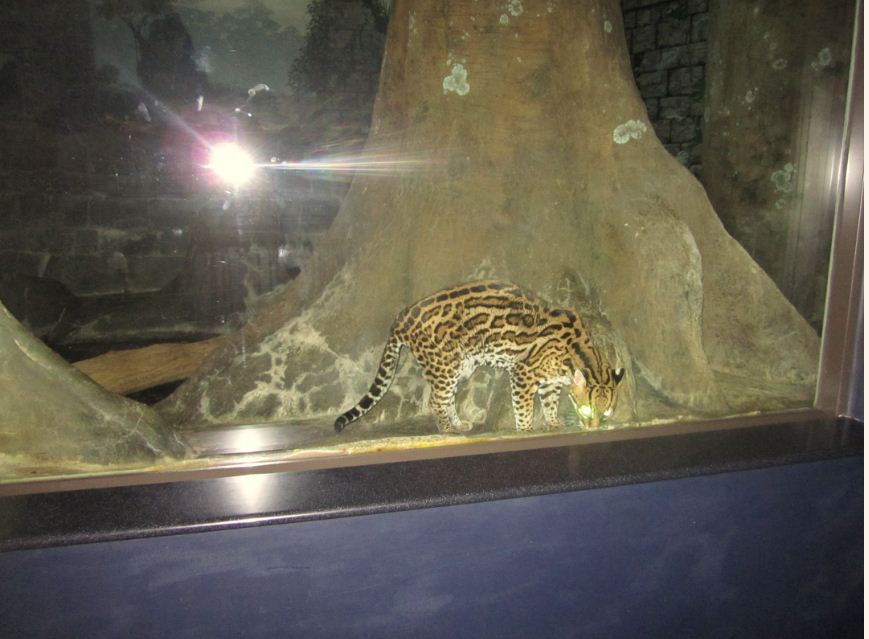 Night Hunters-Southern Brazilian Ocelot