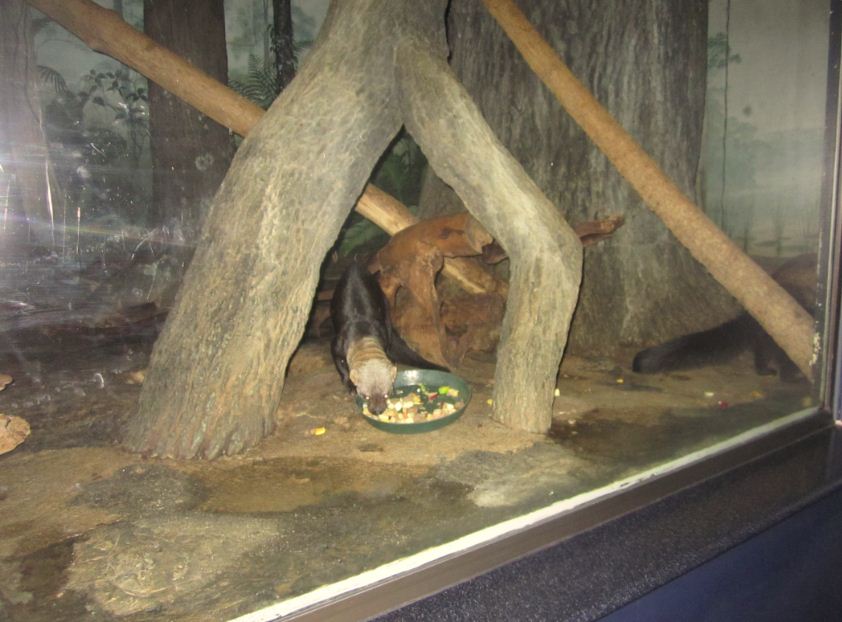 Night Hunters-Tayras