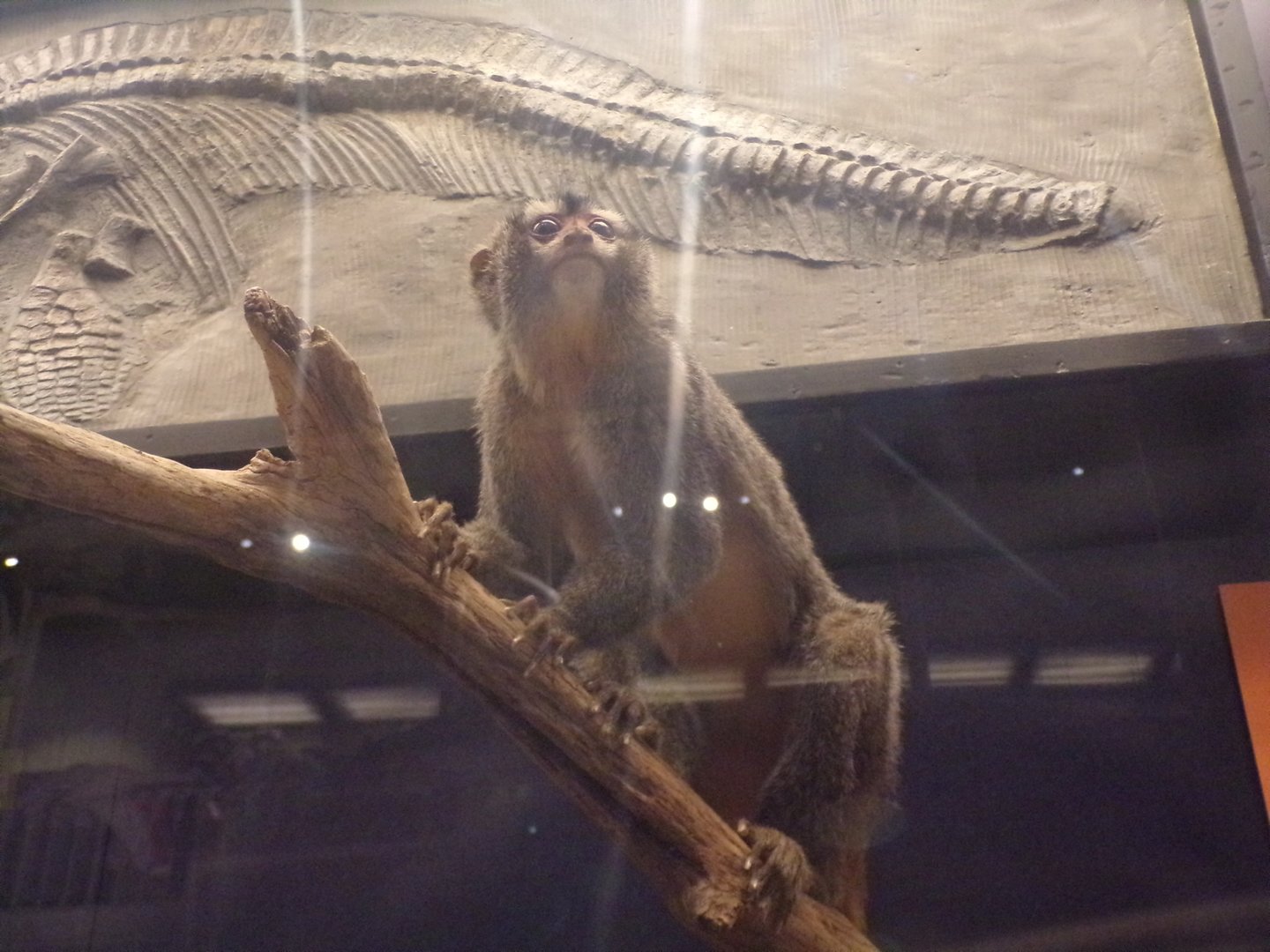 Night monkey 30.12.22