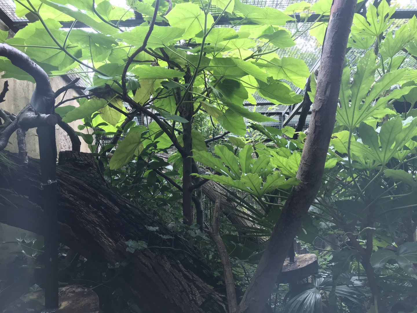 Night monkey enclosure