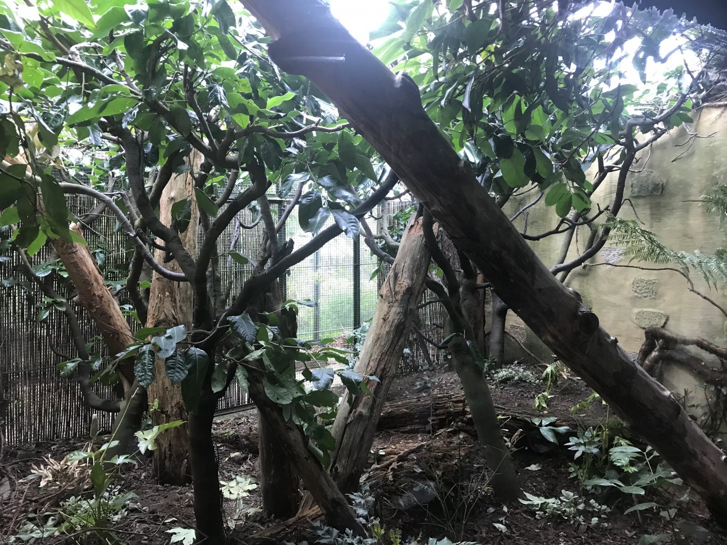 Night monkey enclosure