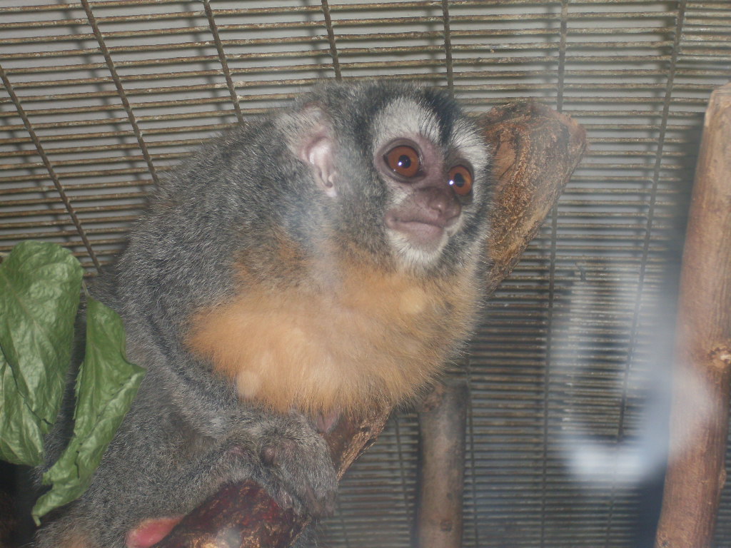 Night monkey in Tropical House