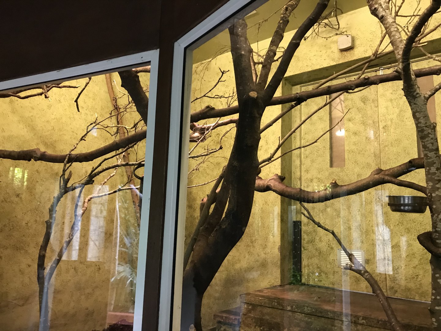 Night monkey indoors