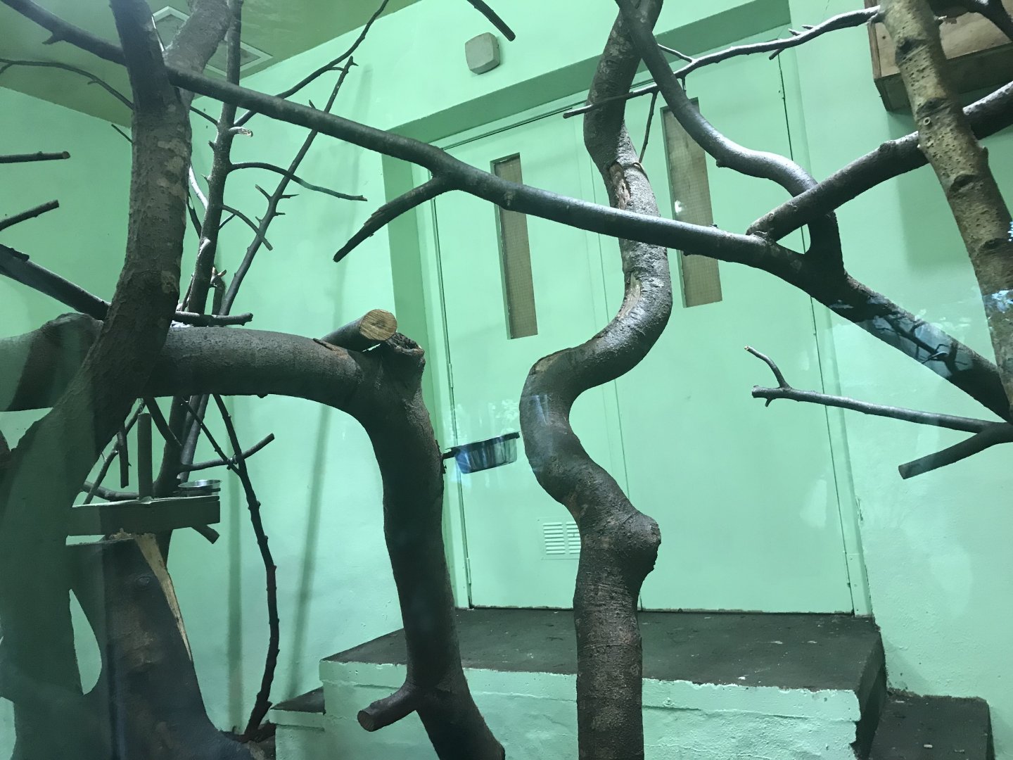 Night monkey indoors