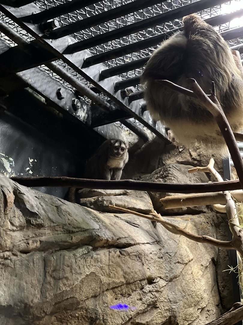 Night monkey & Linn two-toed sloth