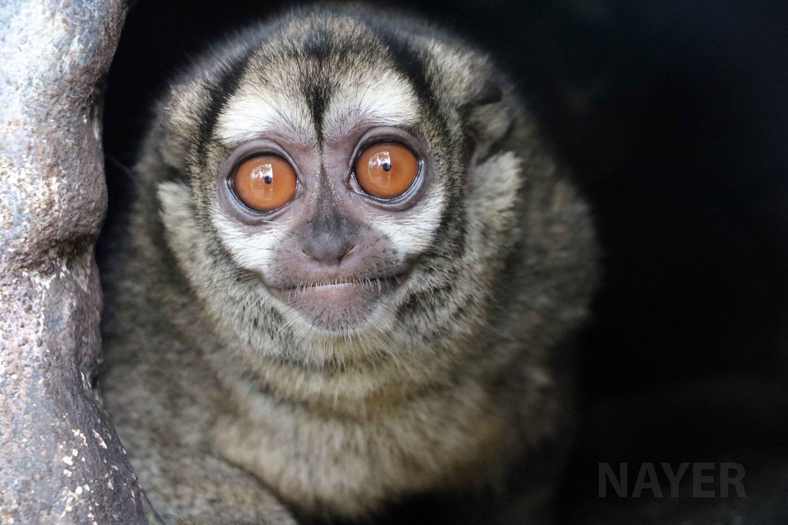 Night monkey, May 2016