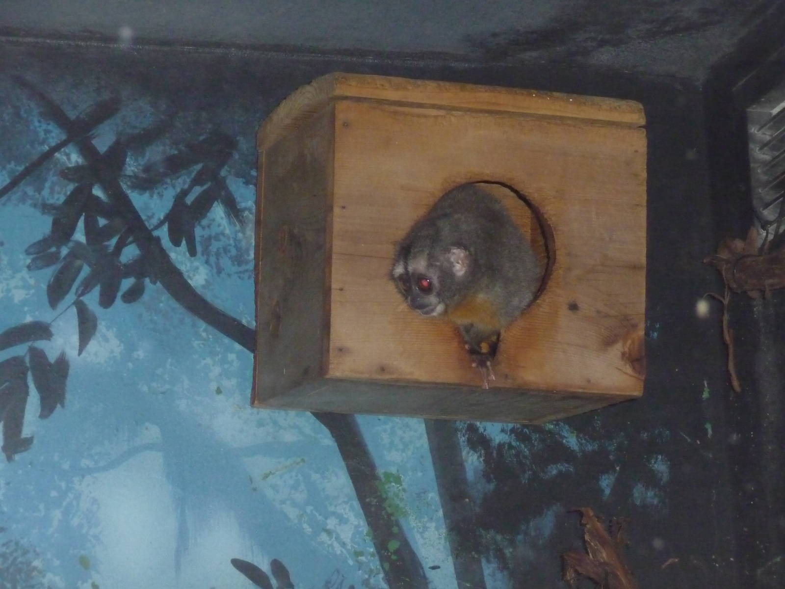 night monkey milwaukee zoo