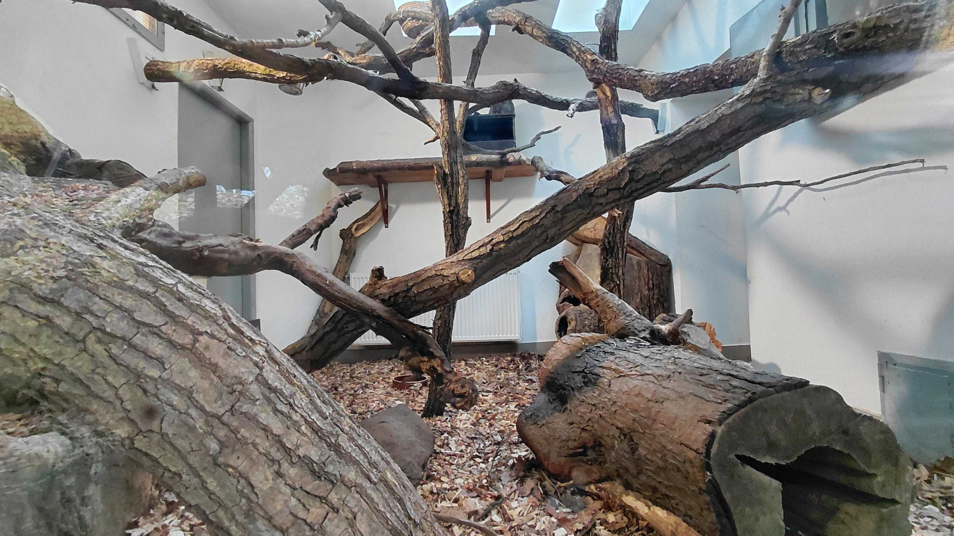 Night monkey + paca indoor exhibit