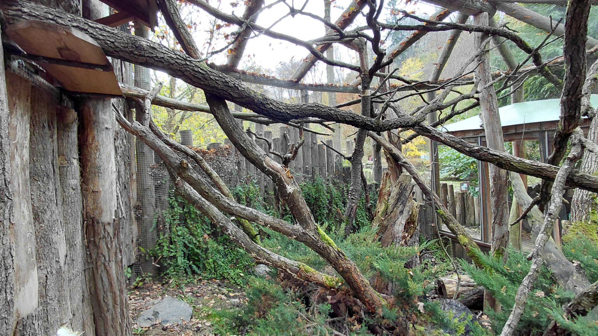 Night monkey + paca outdoor exhibit