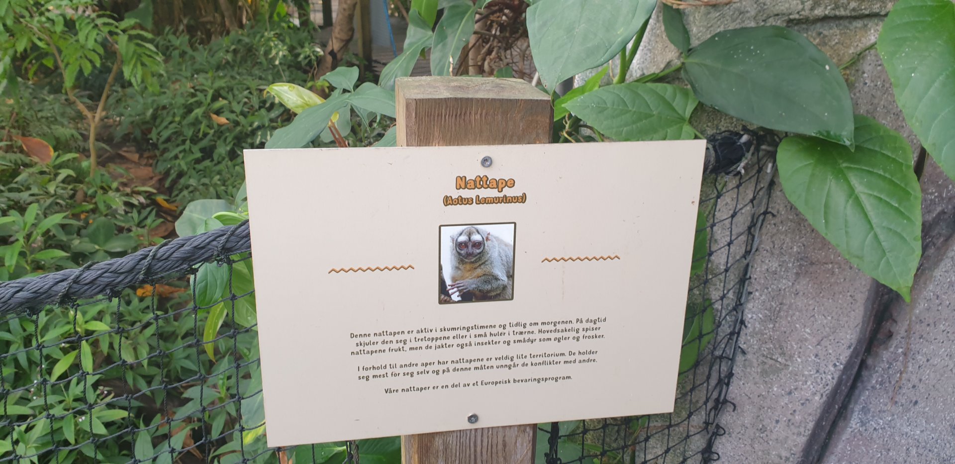 Night Monkey signage