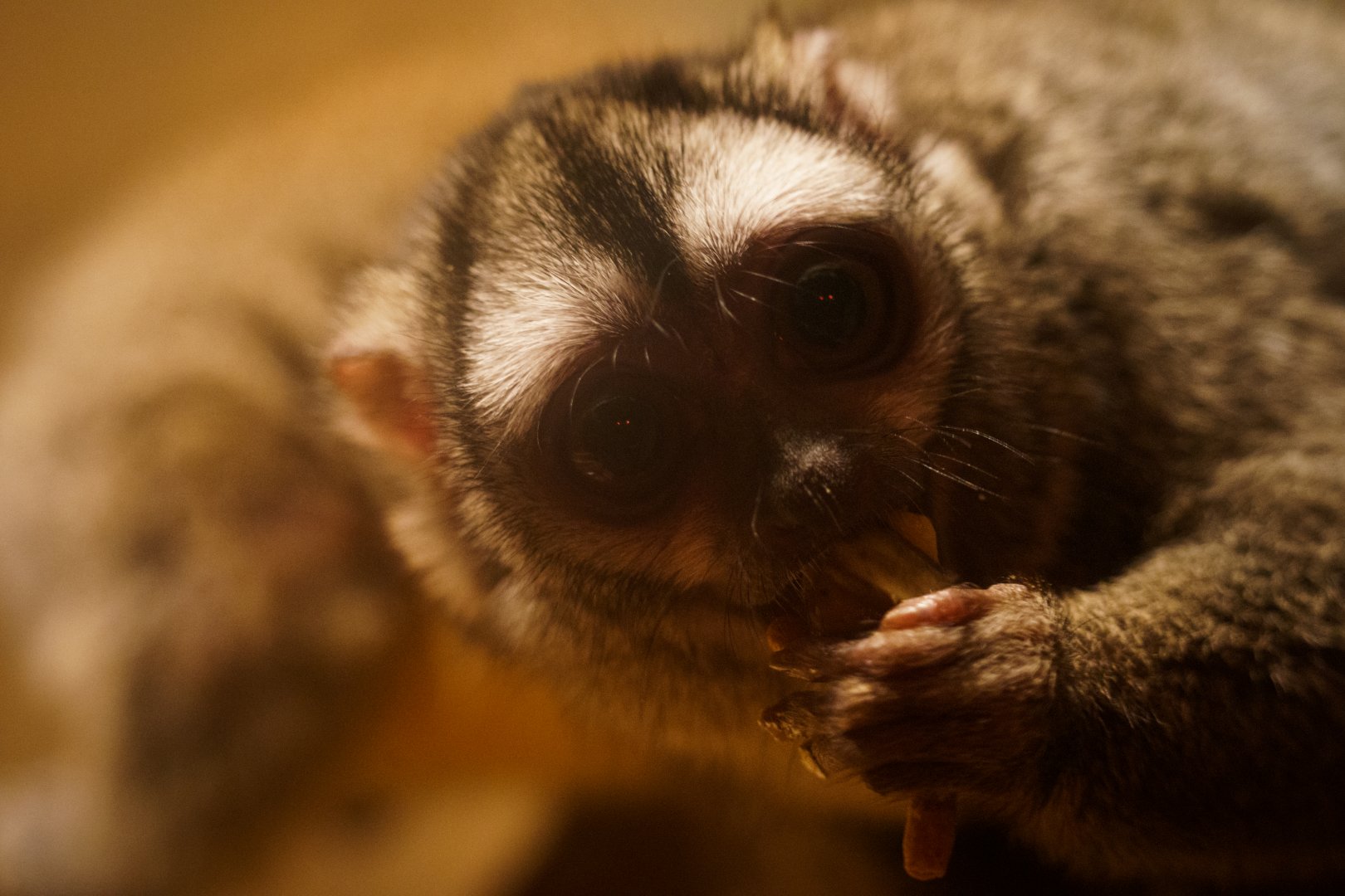 Night Monkey sp. (not sure) - Izu Shaboten Zoo