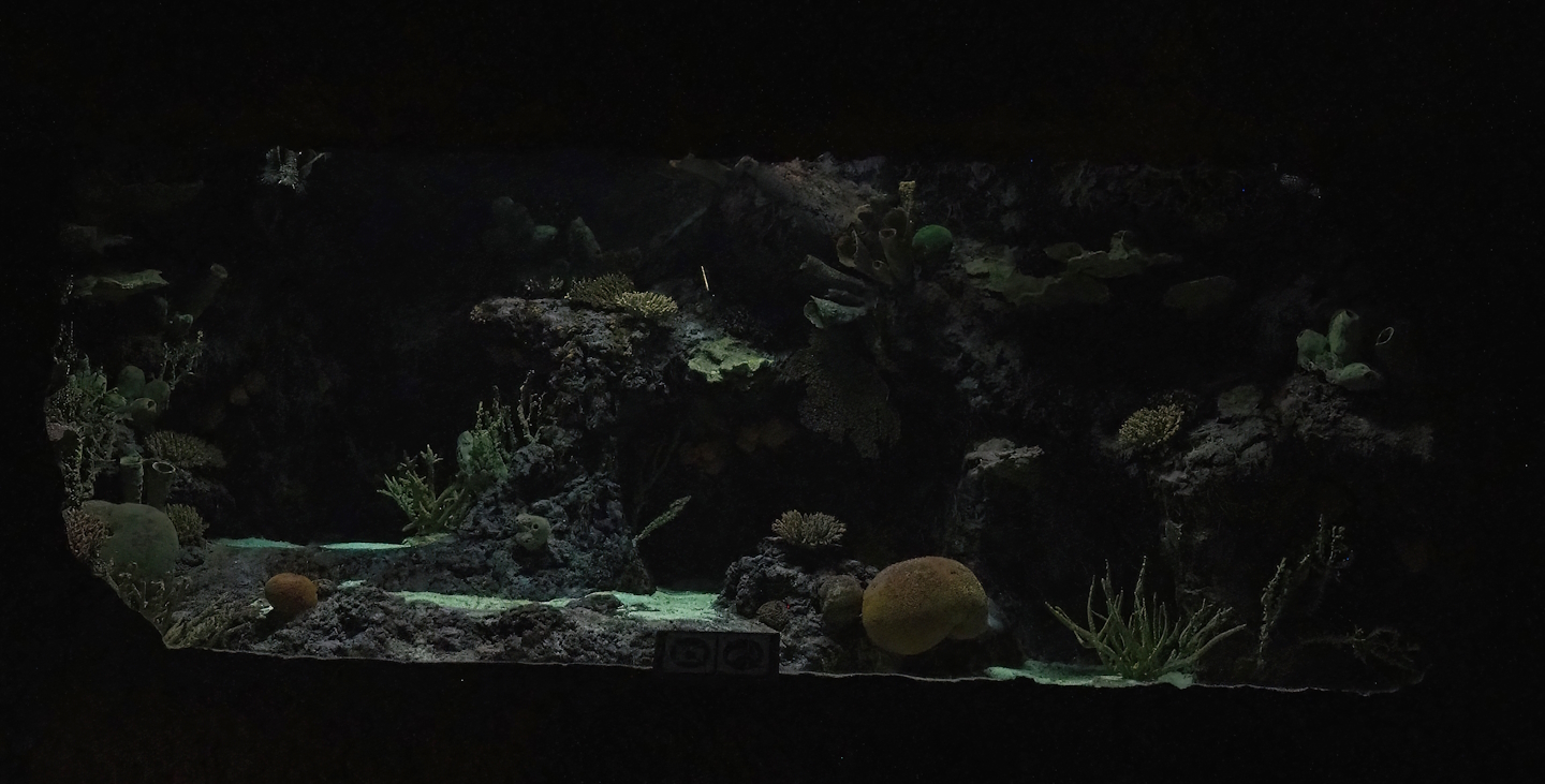 Night on the reef tank, 2023-10-07