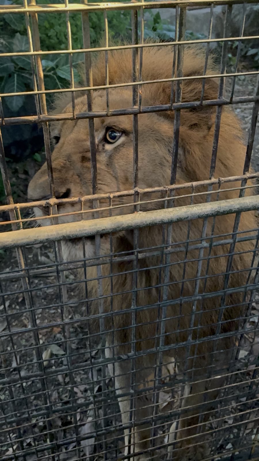 Night Safari - African Lion