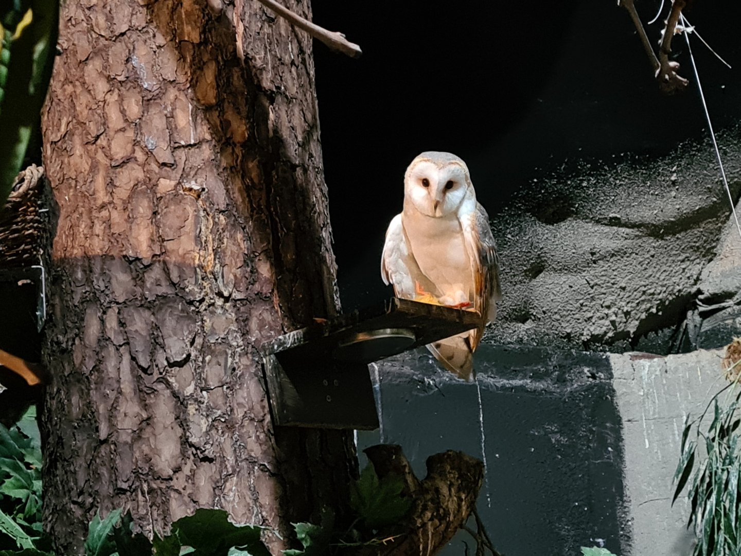 Night safari - Barn owl in daylight settings