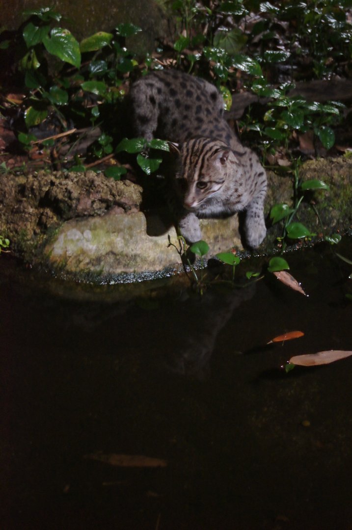 Night Safari | Fishing Cat