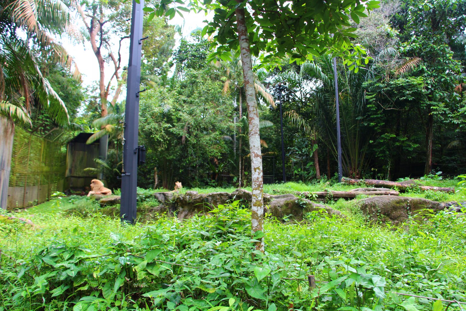Night Safari in the day - African White Lion exhibit