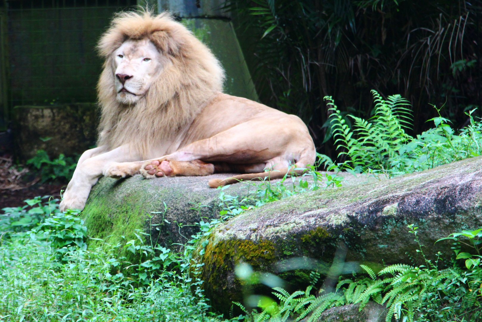 Night Safari in the day - African White Lion exhibit