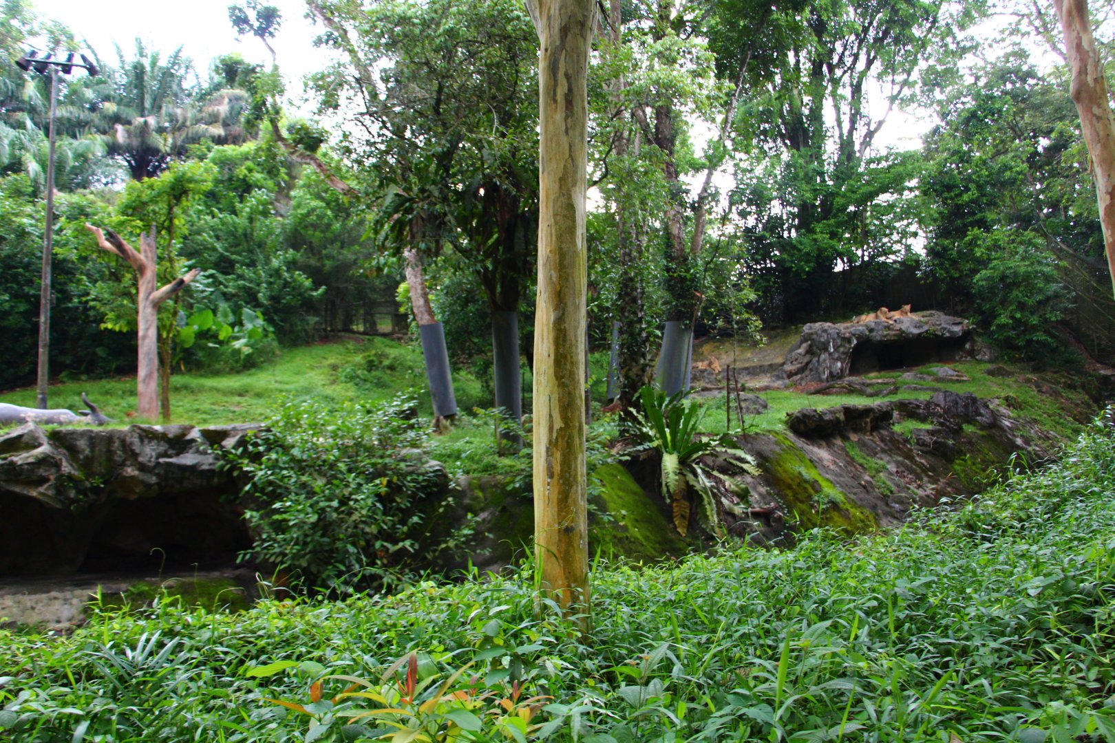 Night Safari in the day - Asian Lion exhibit