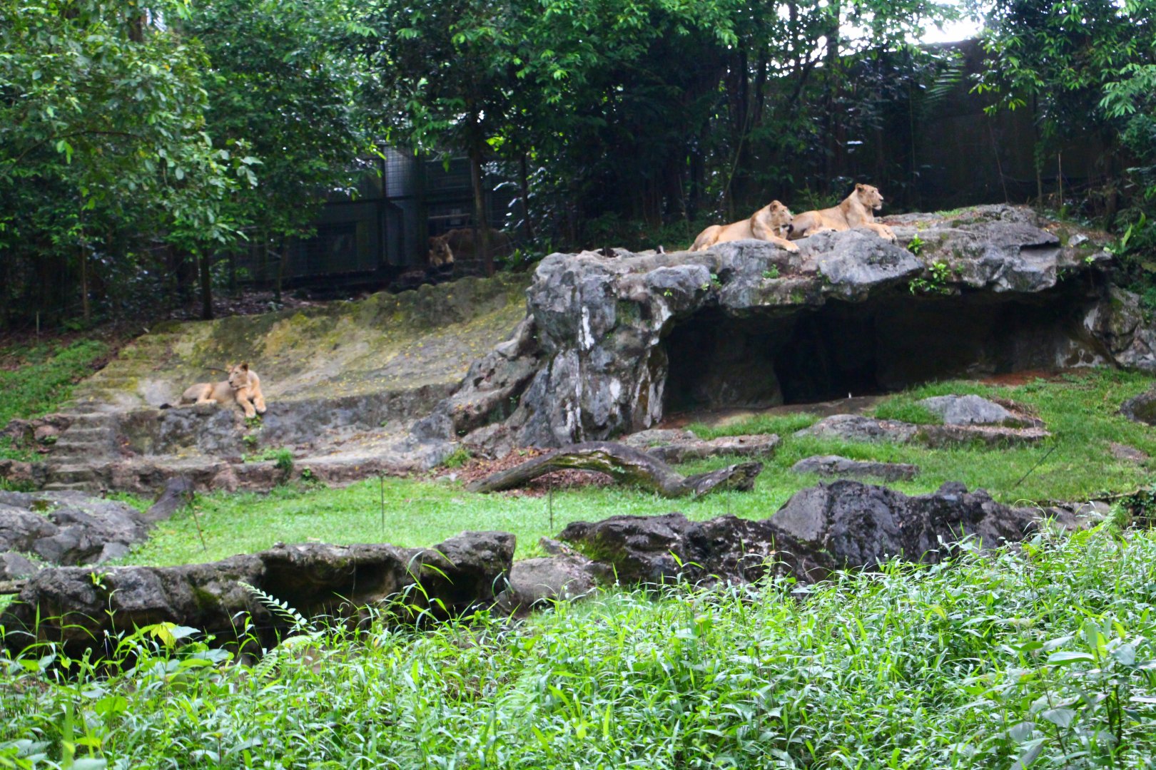 Night Safari in the day - Asian Lion exhibit