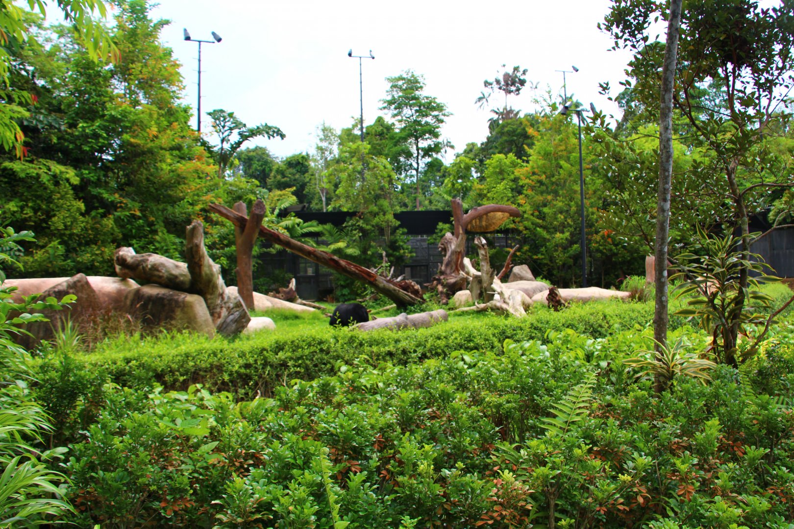 Night Safari in the day - Asiatic Black Bear exhibit