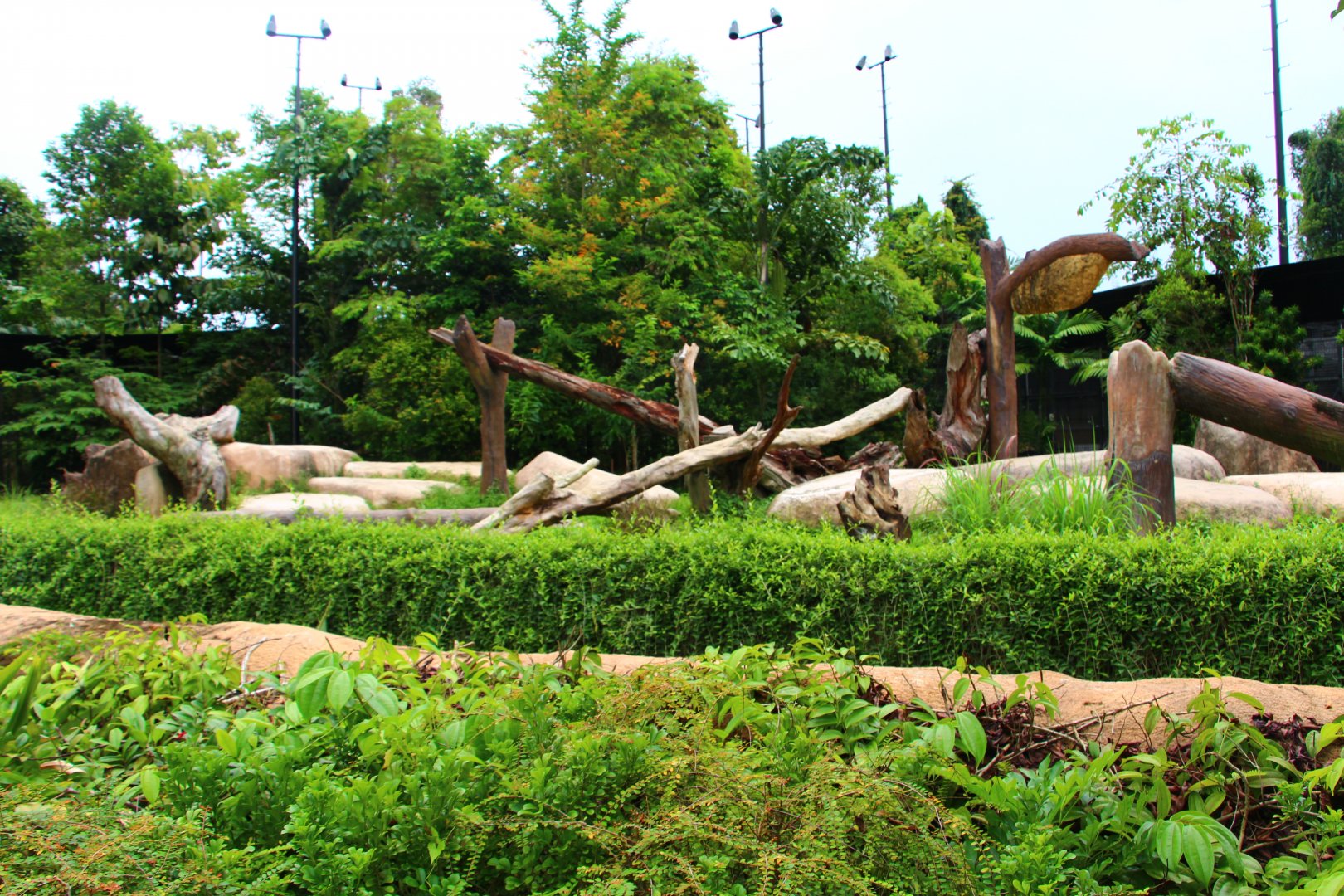 Night Safari in the day - Asiatic Black Bear exhibit