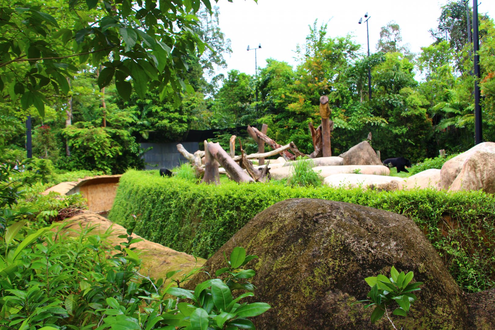 Night Safari in the day - Asiatic Black Bear exhibit