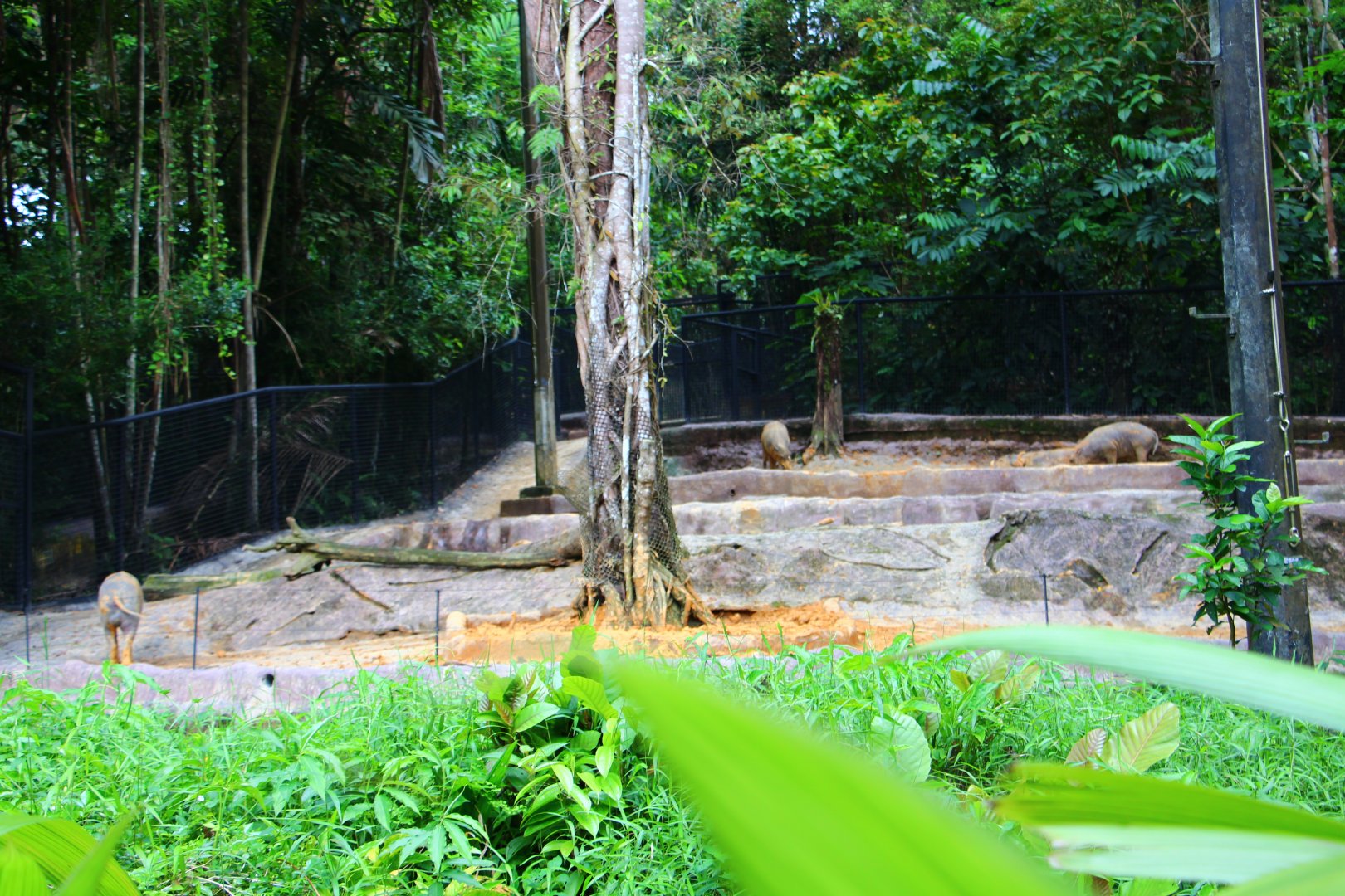 Night Safari in the day - Babirusa exhibit