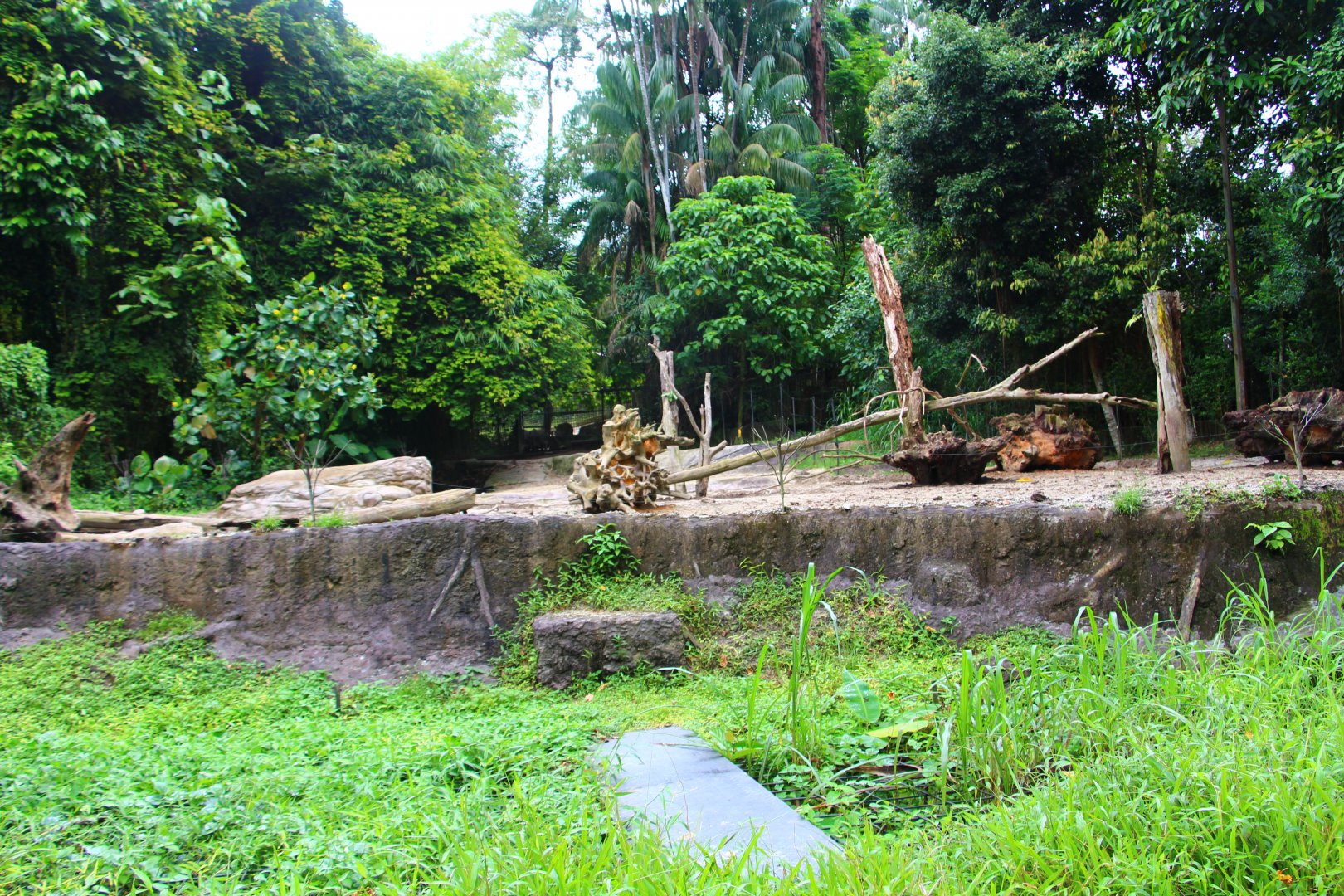 Night Safari in the day - Bearded Pig exhibit