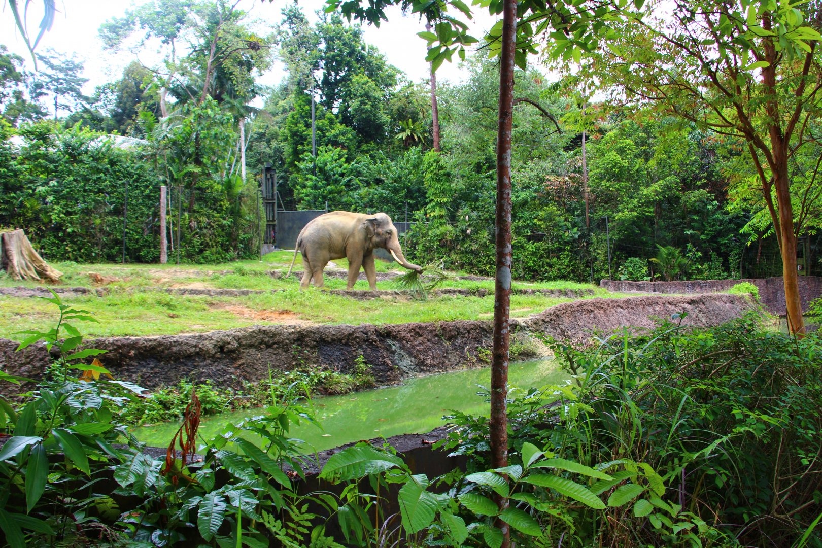 Night Safari in the day - Bull Asian Elephant exhibit