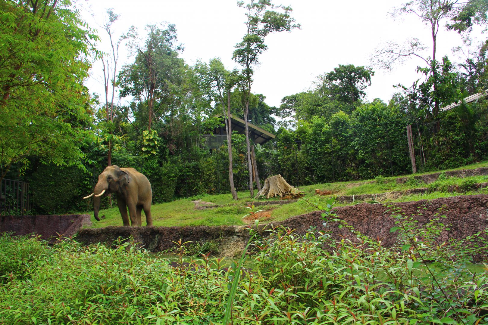 Night Safari in the day - Bull Asian Elephant exhibit