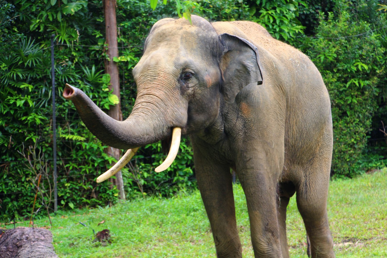 Night Safari in the day - Bull Asian Elephant exhibit