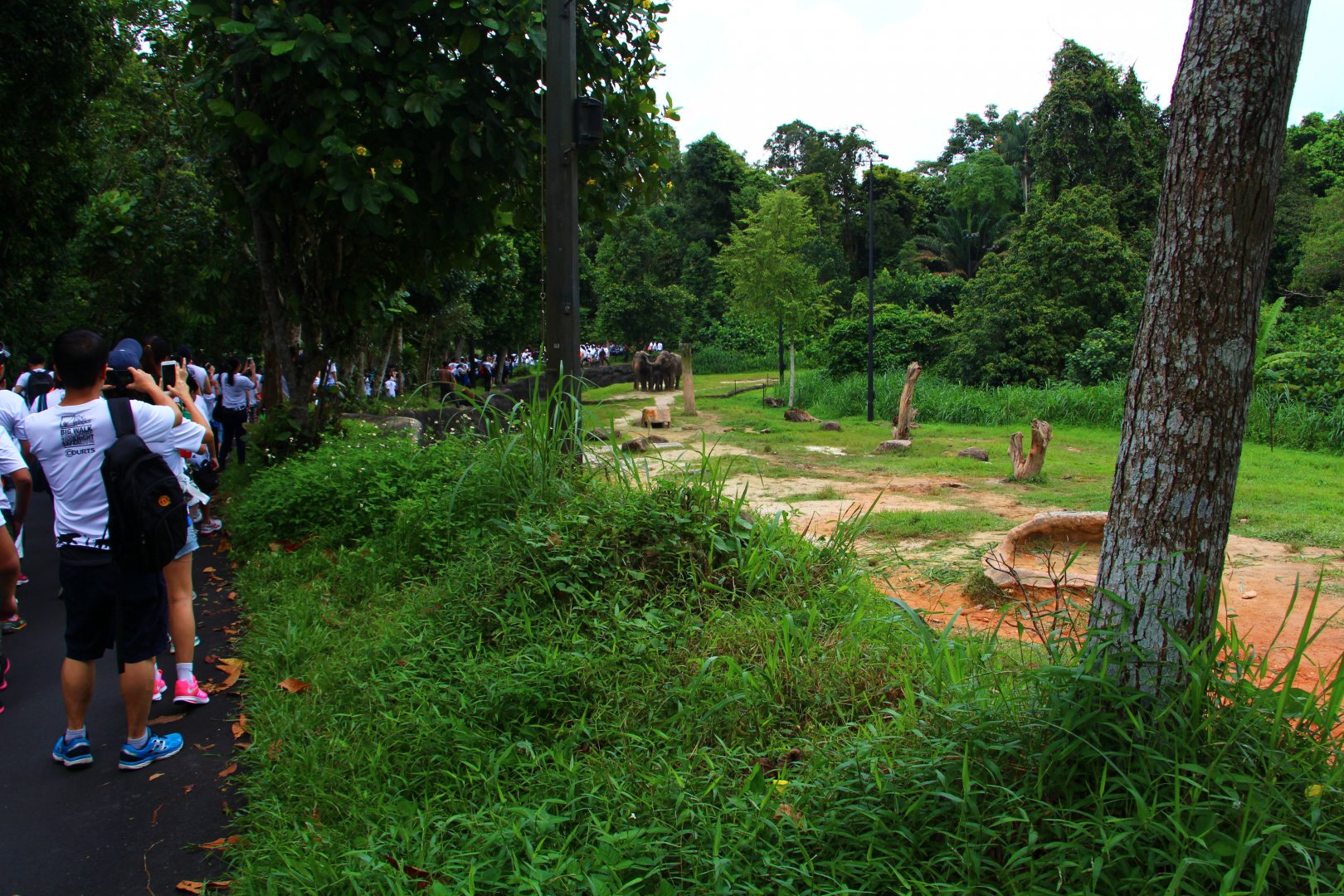 Night Safari in the day - Cow Asian Elephant exhibit