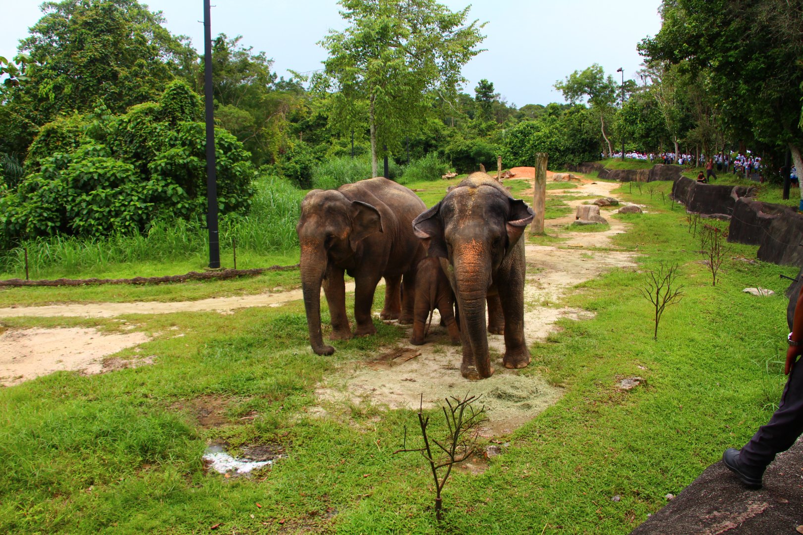Night Safari in the day - Cow Asian Elephant exhibit