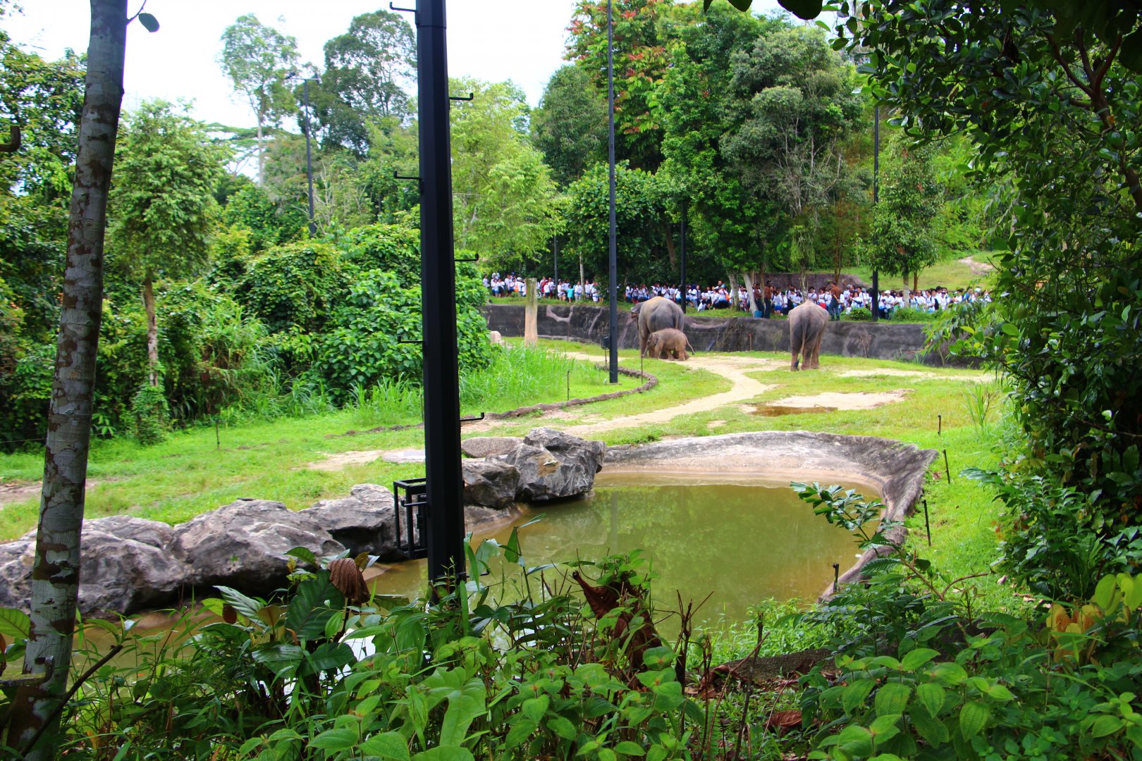 Night Safari in the day - Cow Asian Elephant exhibit