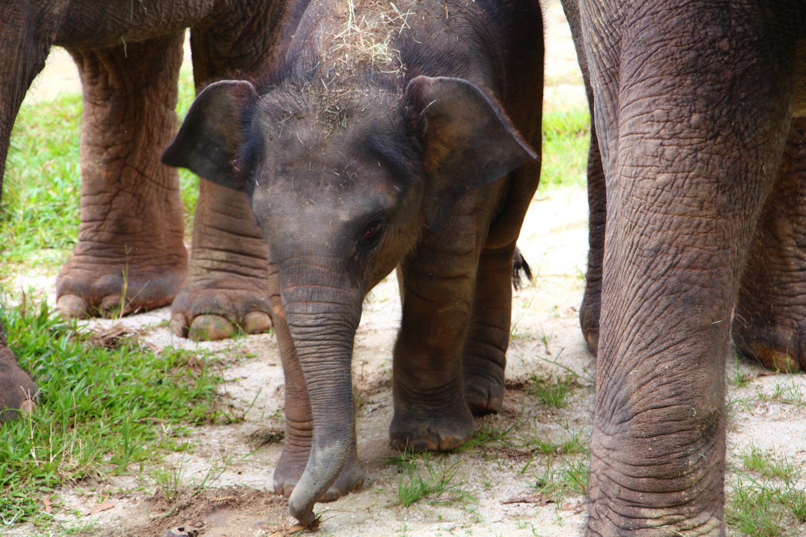 Night Safari in the day - Cow Asian Elephant exhibit