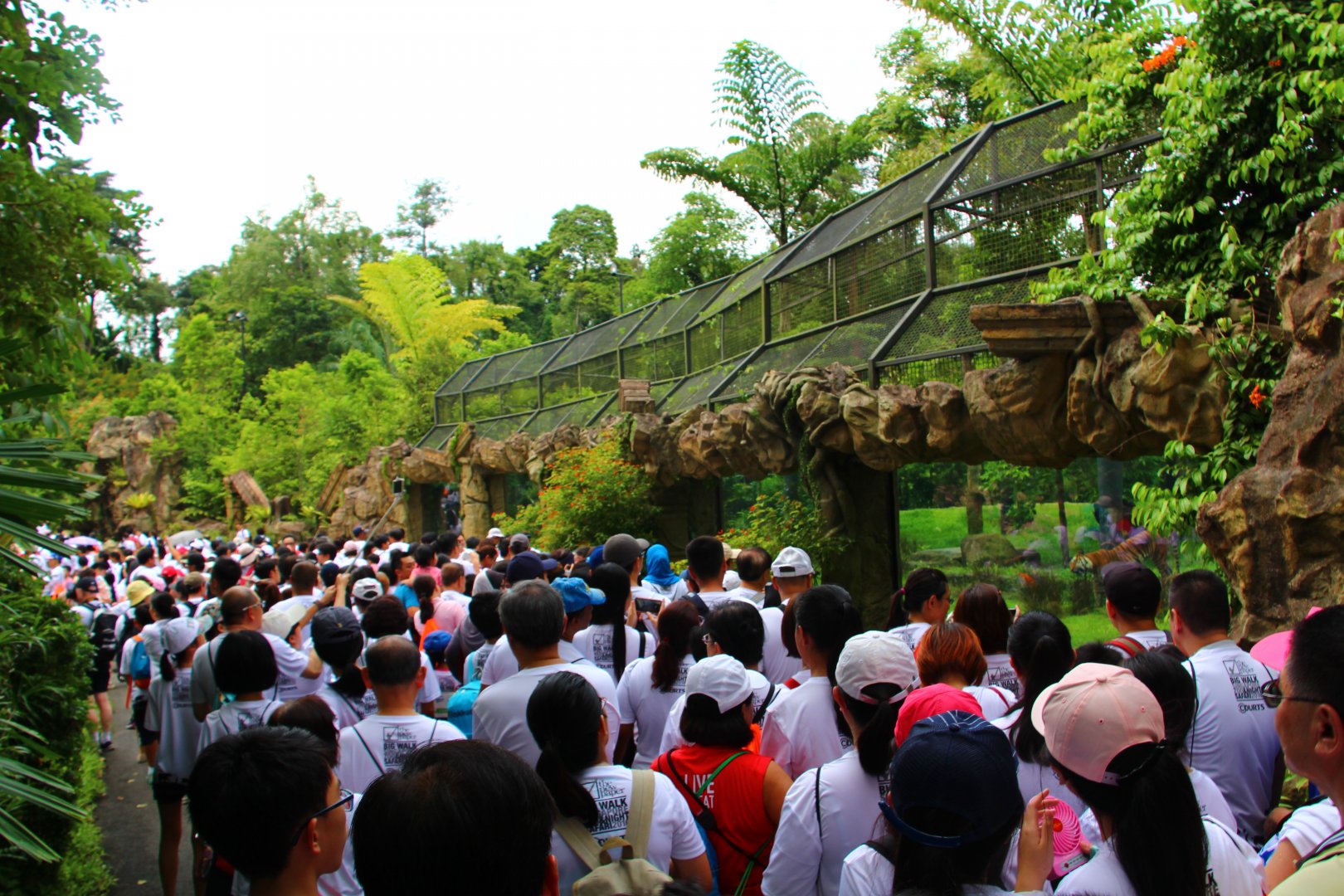Night Safari in the day - Malayan Tiger exhibit