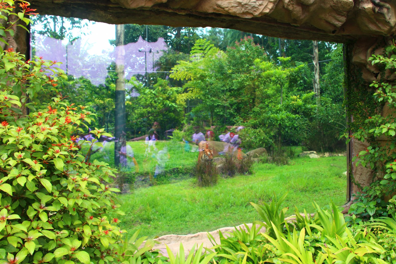 Night Safari in the day - Malayan Tiger exhibit