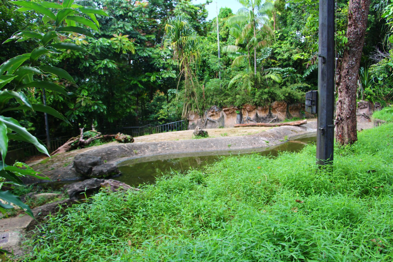 Night Safari in the day - Nile Hippo exhibit (no animals)