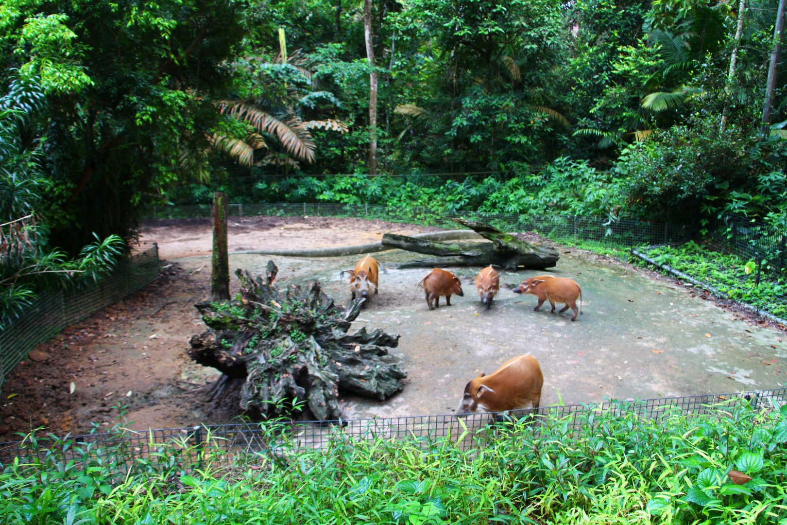 Night Safari in the day - Red River Hog exhibit