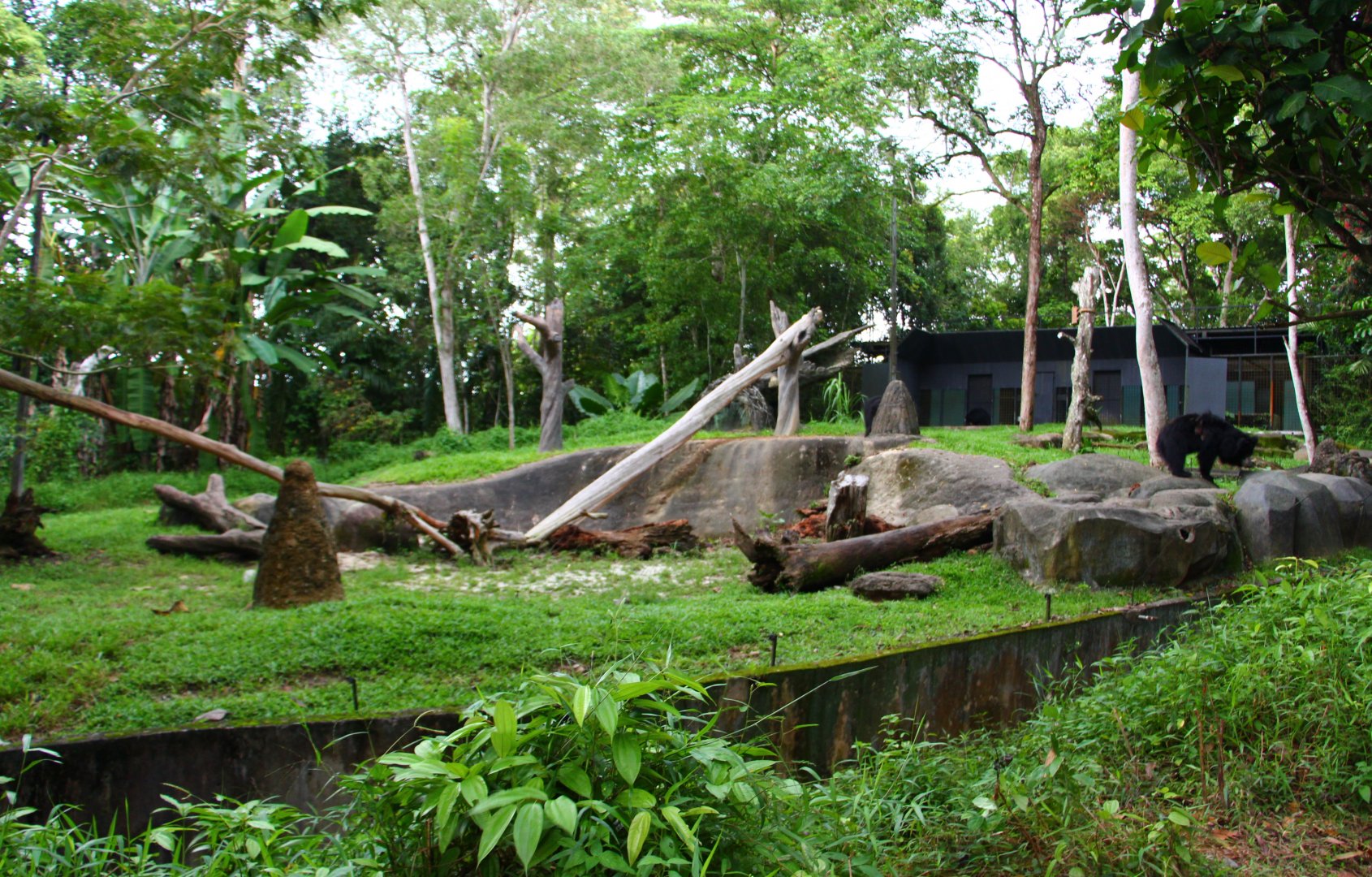 Night Safari in the day - Sloth Bear exhibit