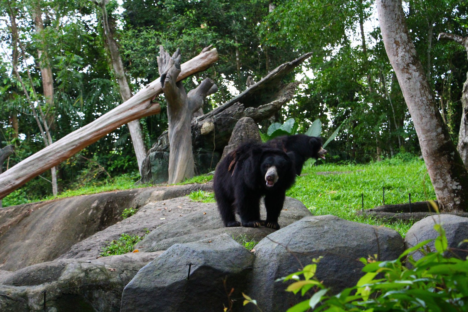 Night Safari in the day - Sloth Bear exhibit