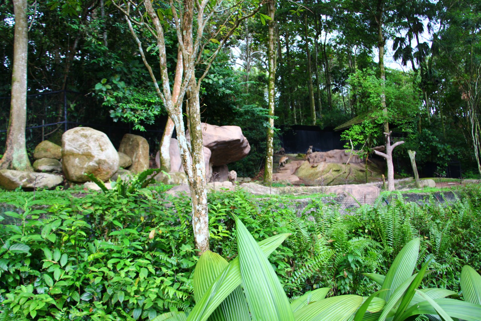 Night Safari in the day - Spotted Hyena exhibit