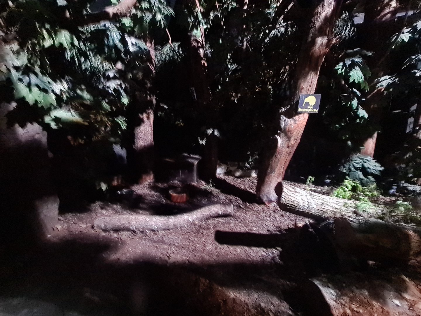 Night safari - Kiwi enclosure in daylight settings