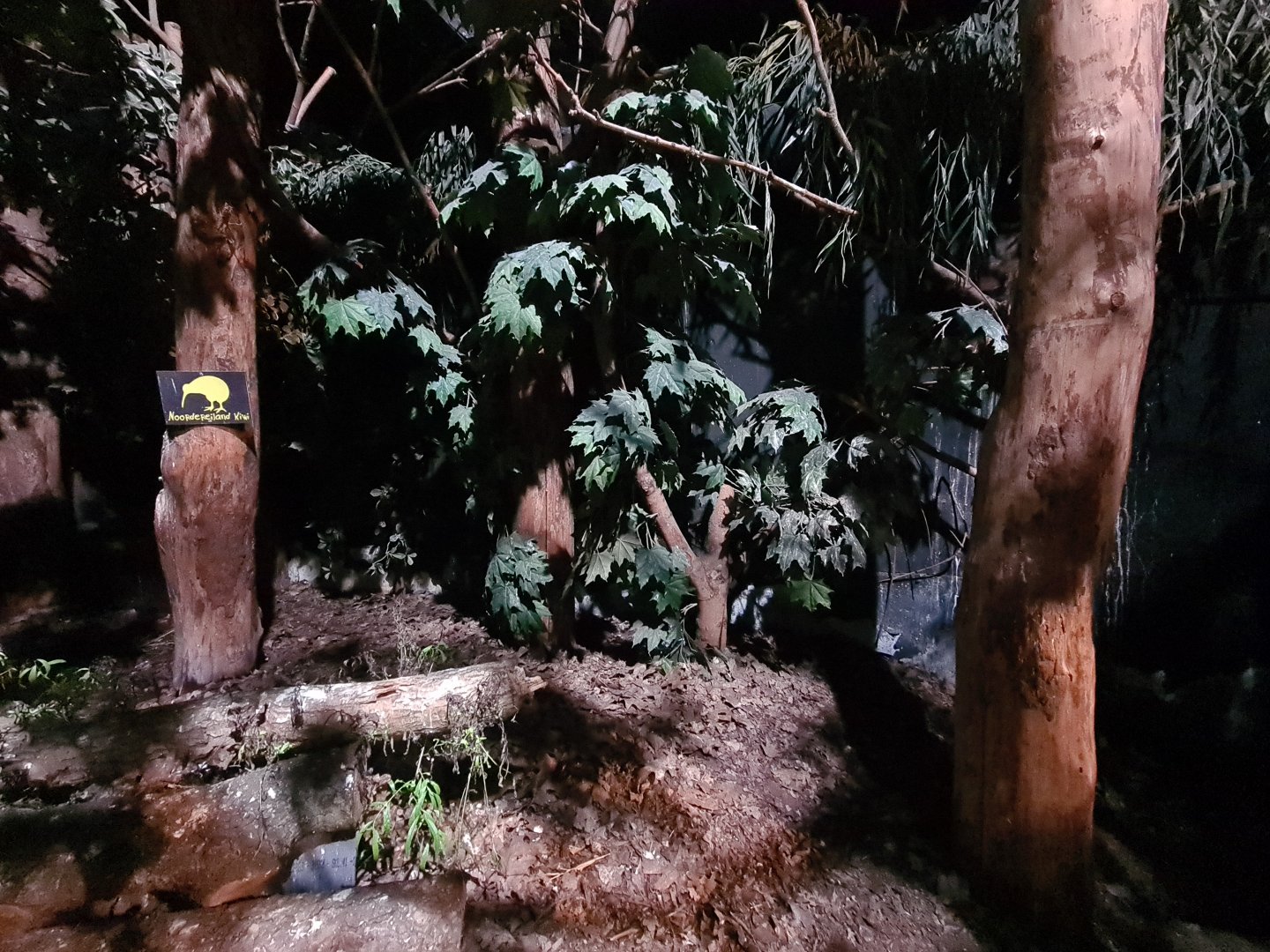 Night safari - Kiwi enclosure in daylight settings